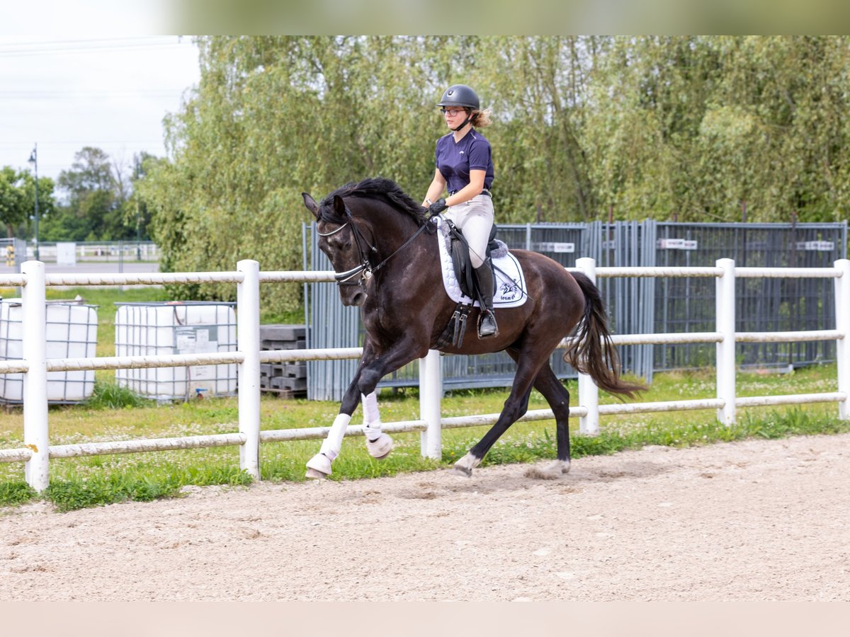 Westfaliano Castrone 3 Anni 168 cm Può diventare grigio in Ebreichsdorf