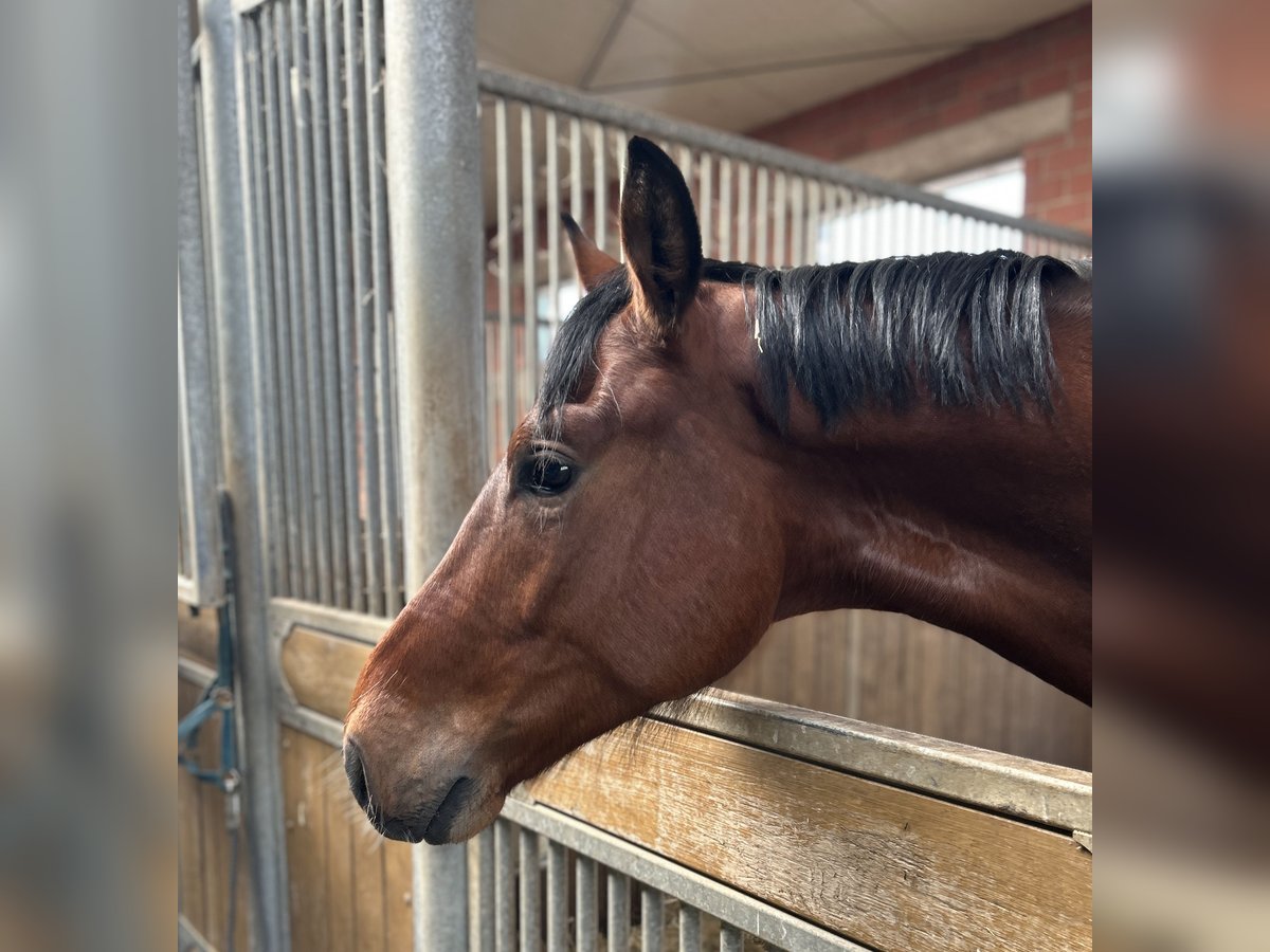 Westfaliano Castrone 3 Anni 173 cm Baio in Vlotho