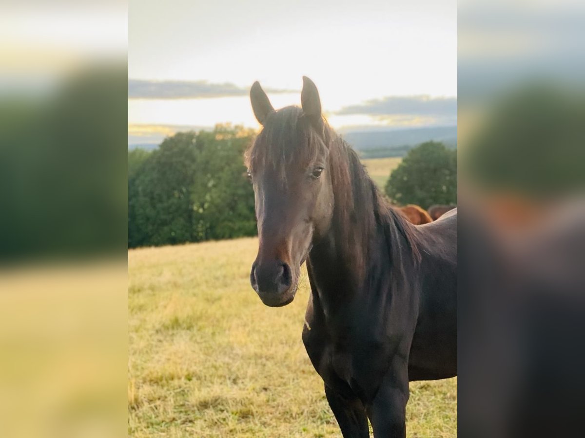 Westfaliano Castrone 4 Anni 163 cm Baio nero in Weiskirchen