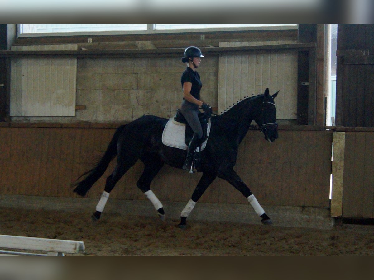 Westfaliano Castrone 4 Anni 163 cm Morello in Iserlohn