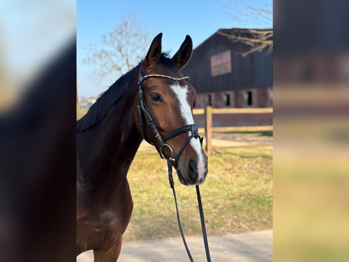 Westfaliano Castrone 4 Anni 165 cm Baio in Saerbeck