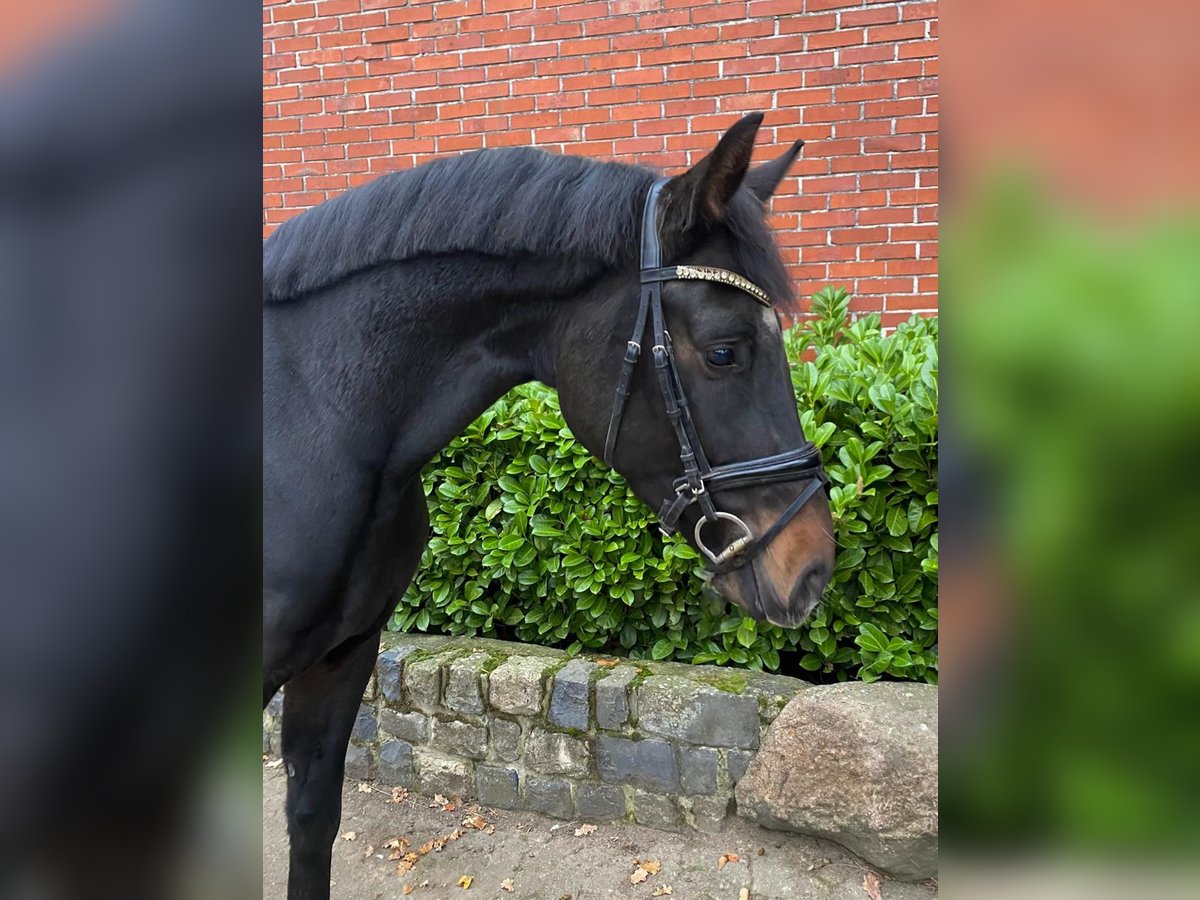 Westfaliano Castrone 4 Anni 166 cm Baio nero in Minden