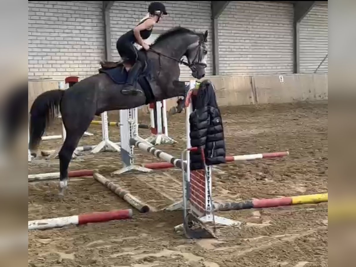 Westfaliano Castrone 4 Anni 167 cm Grigio in Bad Honnef