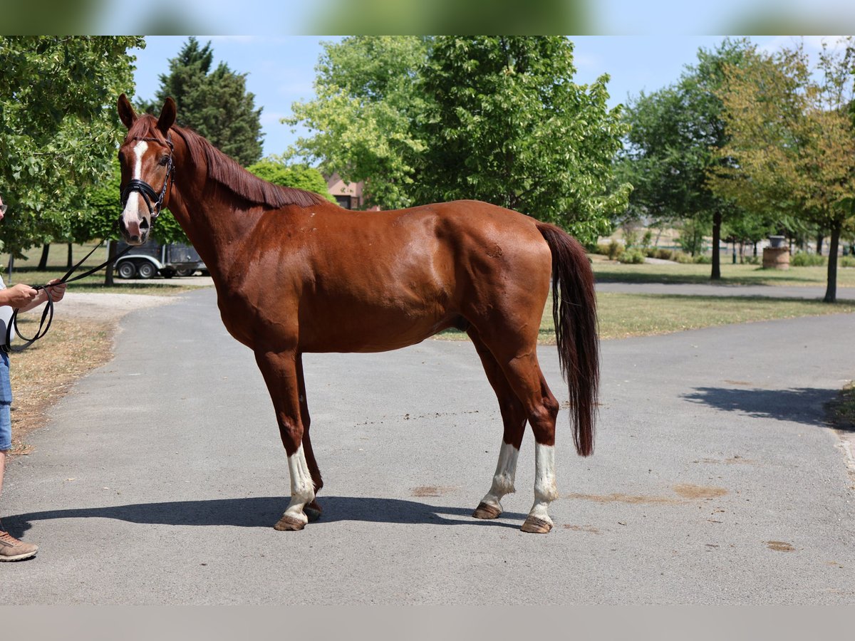 Westfaliano Castrone 4 Anni 167 cm Sauro in GROTE-BROGEL