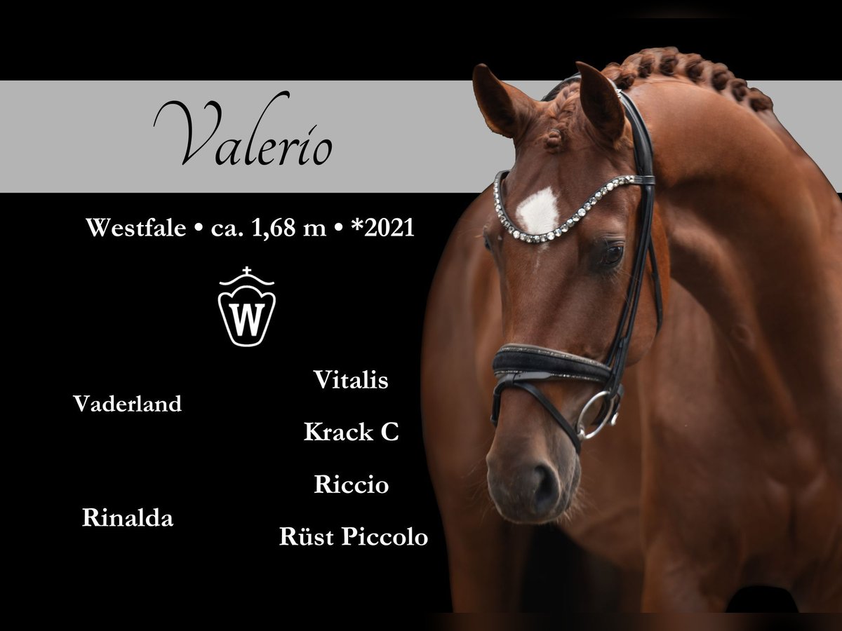 Westfaliano Castrone 4 Anni 168 cm Sauro in Wehringen