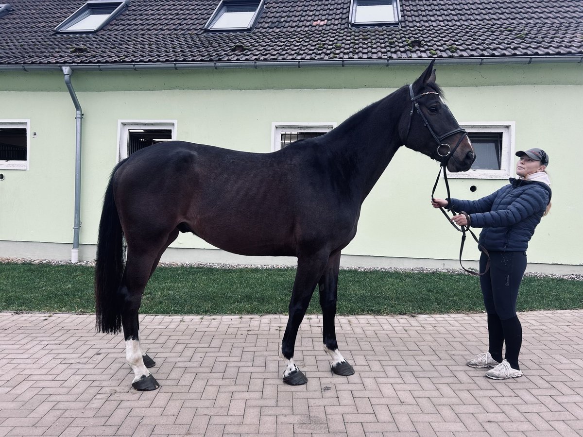 Westfaliano Castrone 4 Anni 170 cm Baio nero in Pokrent