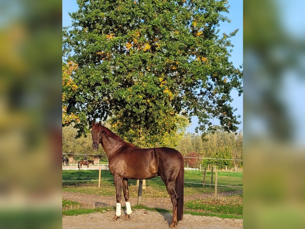 Westfaliano Castrone 4 Anni 172 cm Sauro scuro in Ahlen