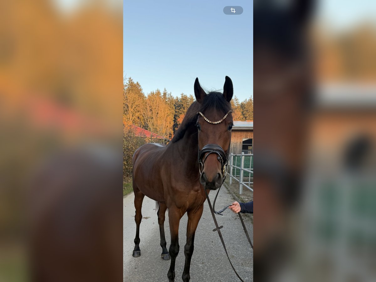 Westfaliano Castrone 4 Anni 174 cm Baio in Chieming