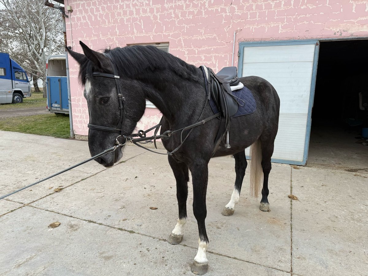 Westfaliano Castrone 4 Anni 174 cm in Hódmezővásárhely