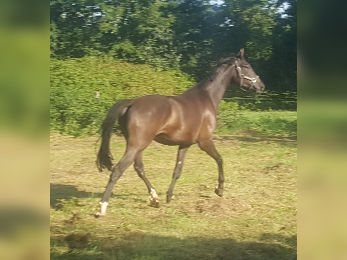 Westfaliano Castrone 4 Anni 178 cm Baio nero in Minden