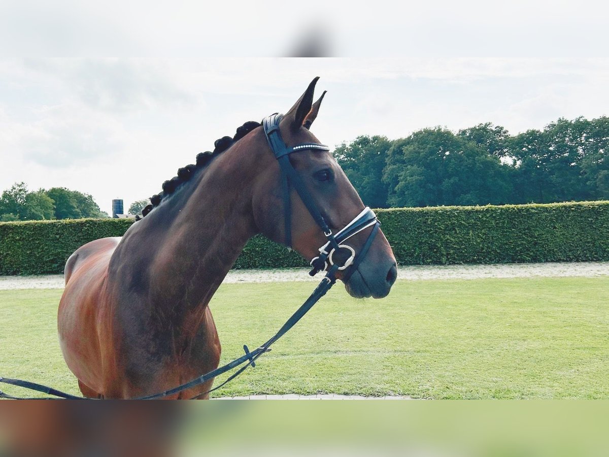 Westfaliano Castrone 5 Anni 165 cm Baio in M&#xFC;nster
