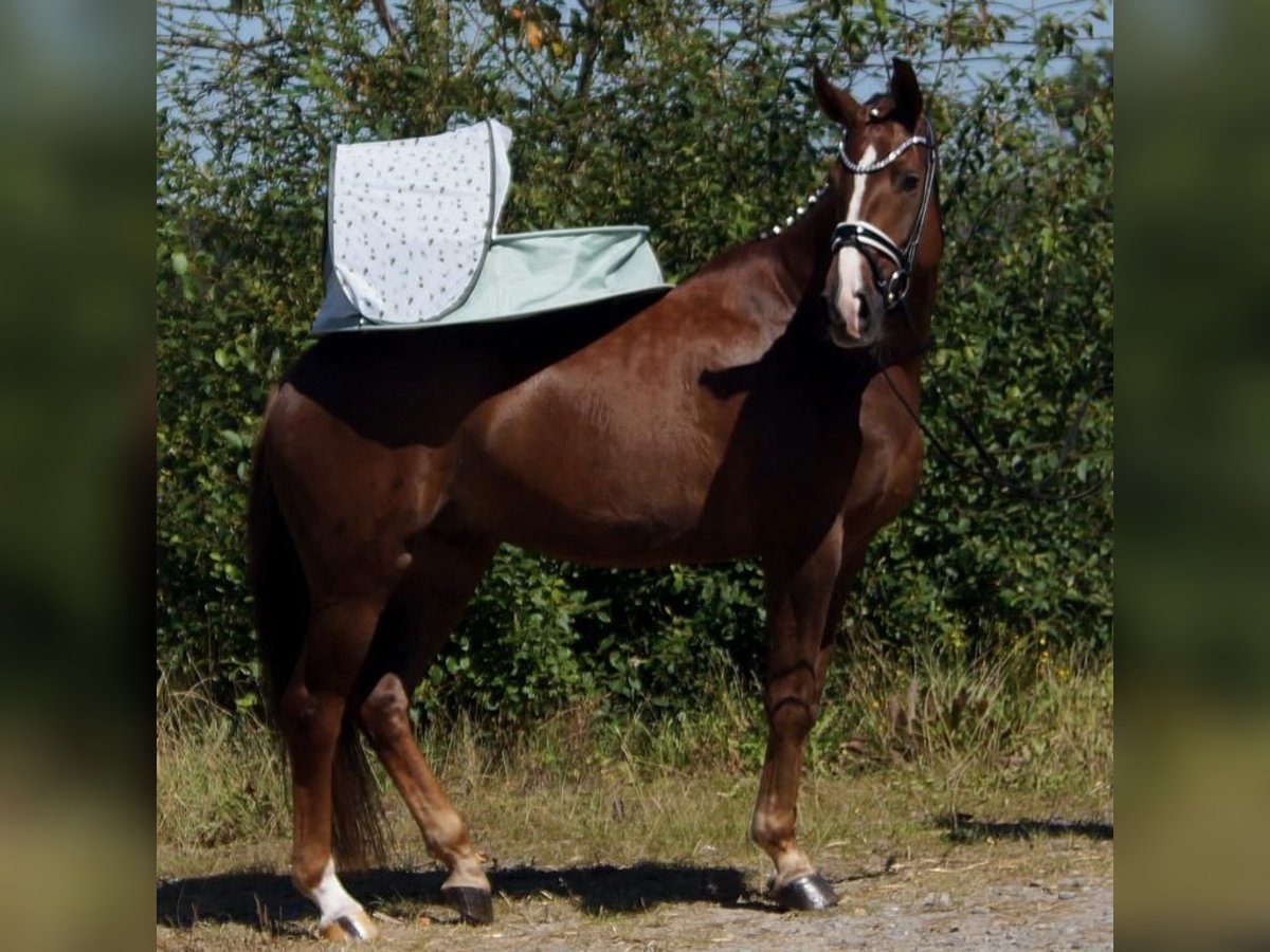 Westfaliano Castrone 5 Anni 165 cm Sauro scuro in Iserlohn