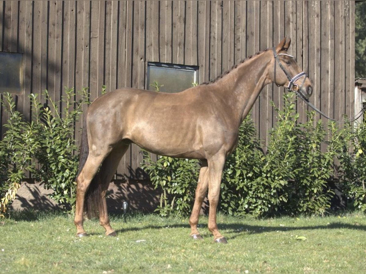 Westfaliano Castrone 5 Anni 169 cm Sauro scuro in Burgdorf