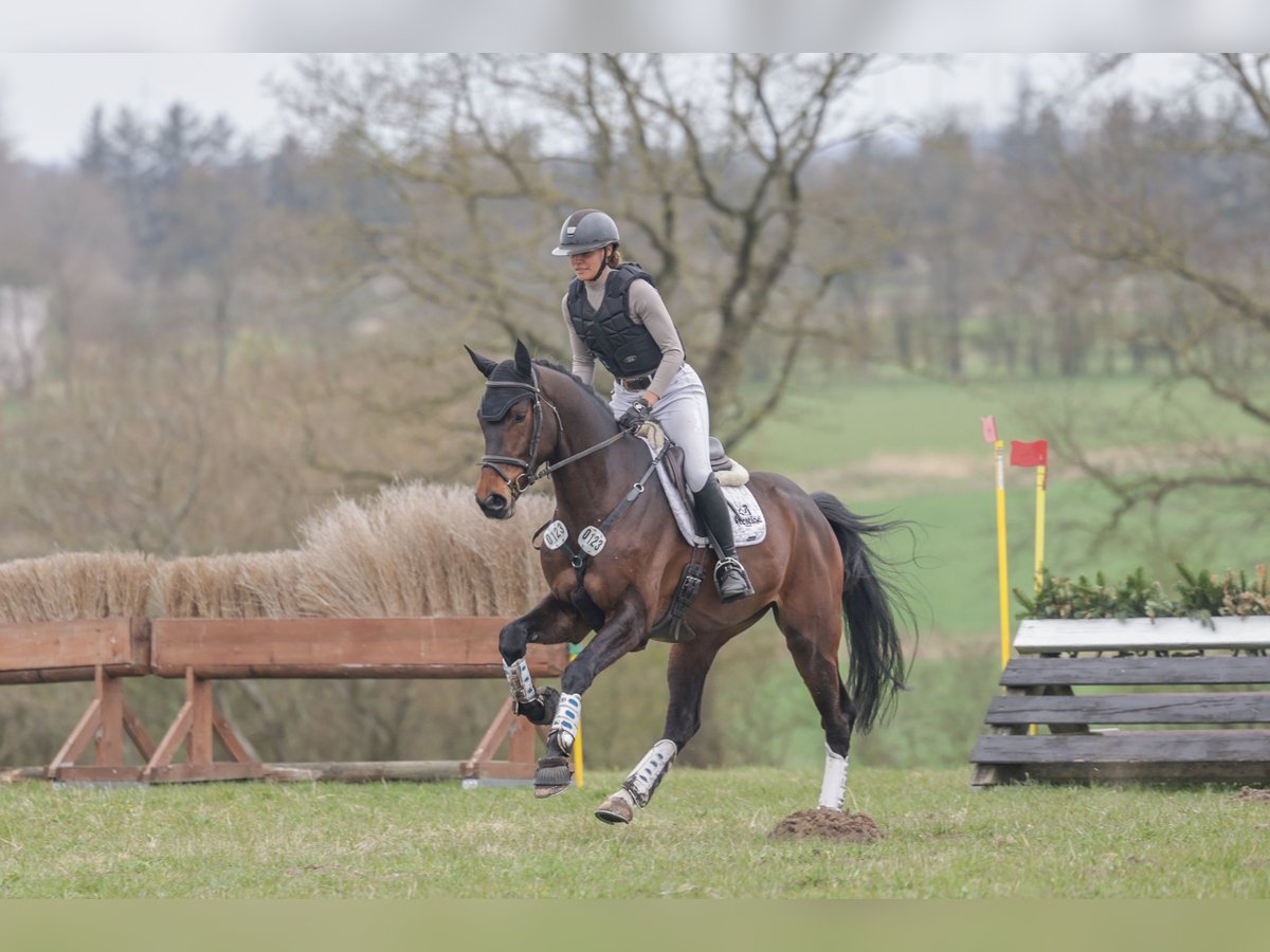 Westfaliano Castrone 5 Anni 170 cm Baio scuro in Kleinwiehe