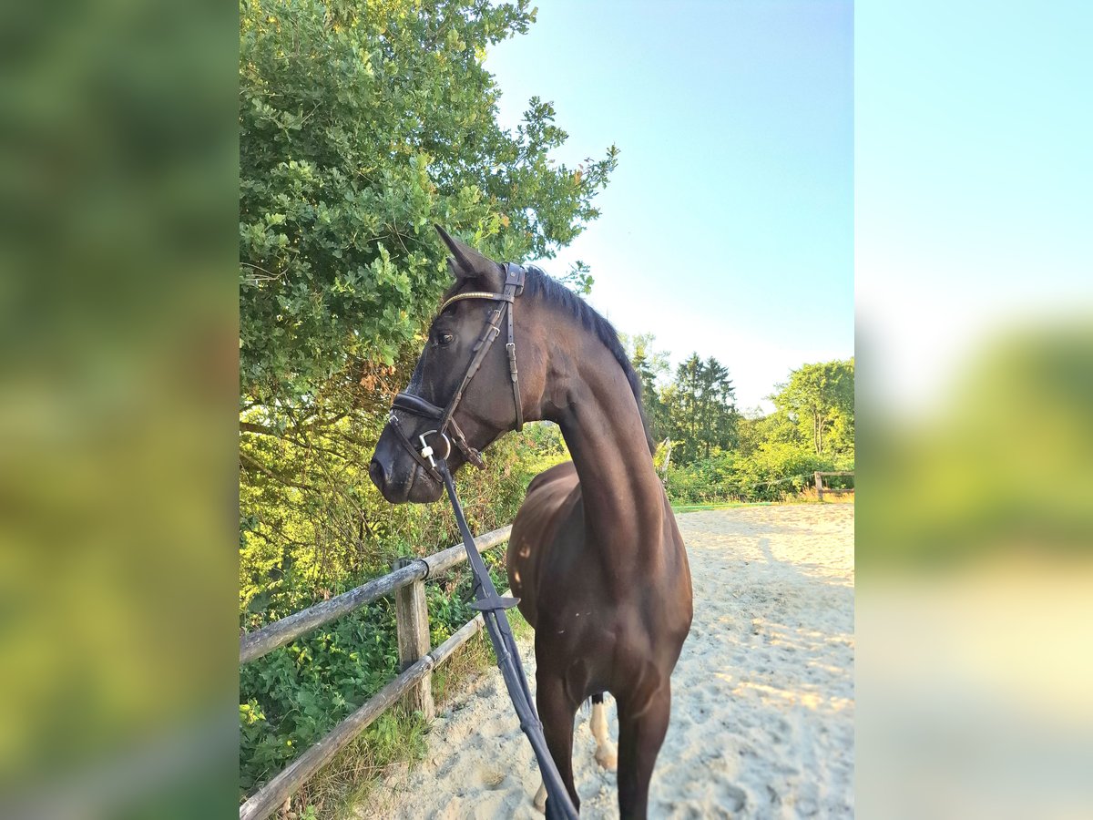 Westfaliano Castrone 5 Anni 170 cm Morello in Heiligenhaus