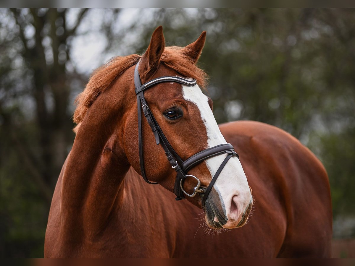 Westfaliano Castrone 5 Anni 171 cm Sauro in Riedstadt