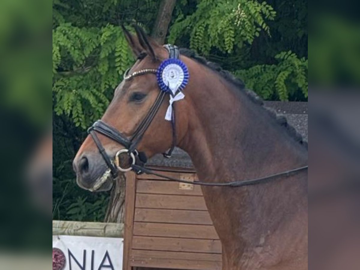 Westfaliano Castrone 5 Anni 172 cm Baio in Bispingen