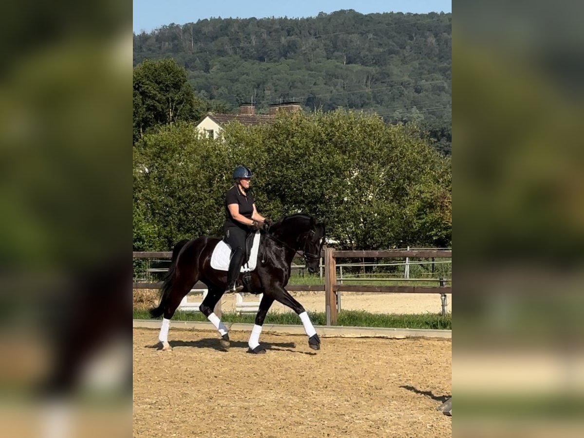 Westfaliano Castrone 5 Anni 173 cm Morello in Hofgeismar