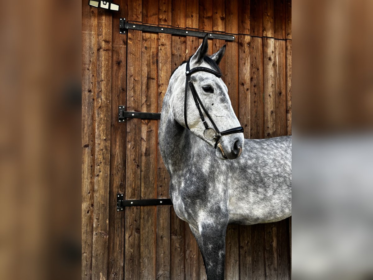 Westfaliano Castrone 5 Anni 174 cm Grigio pezzato in Twist Westfaliano Castrone 5 Anni 174 cm Grigio pezzato in Twist