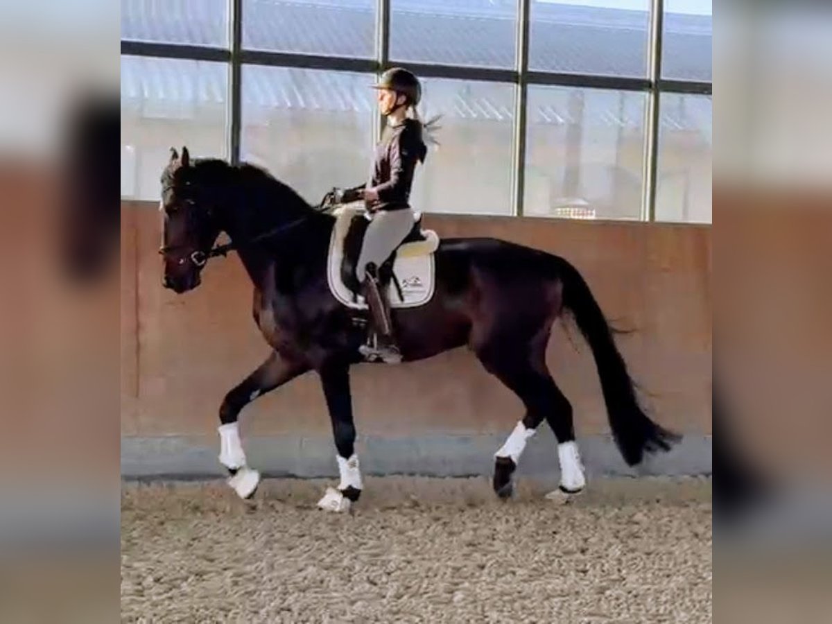 Westfaliano Castrone 5 Anni 178 cm Baio nero in Paderborn