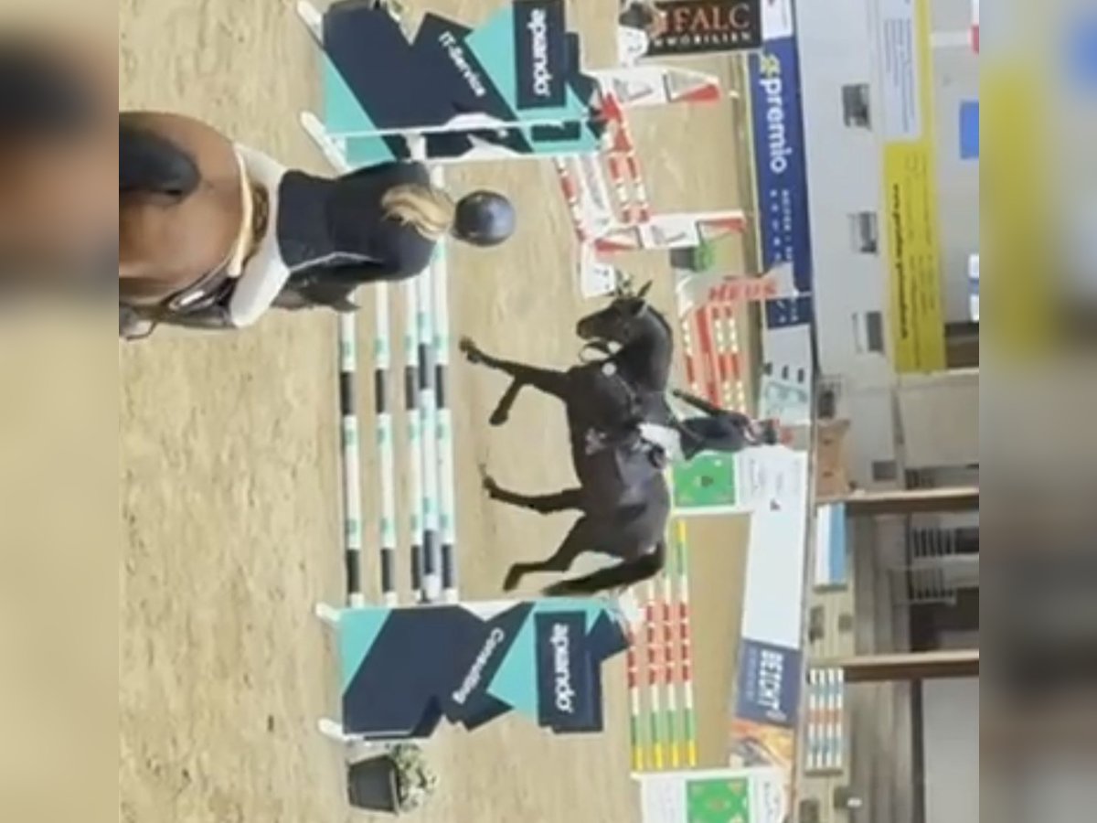 Westfaliano Castrone 5 Anni 182 cm Baio nero in Windhagen