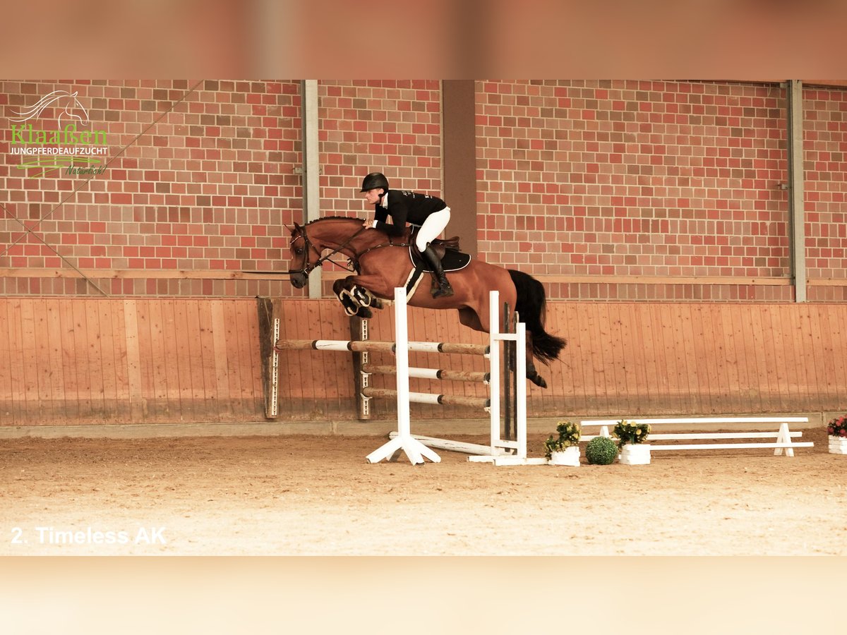 Westfaliano Castrone 6 Anni 162 cm Baio in Unna Massen