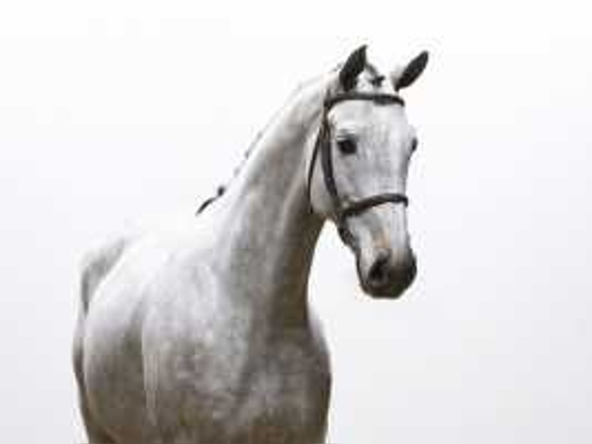 Westfaliano Castrone 6 Anni 168 cm Grigio in Waddinxveen