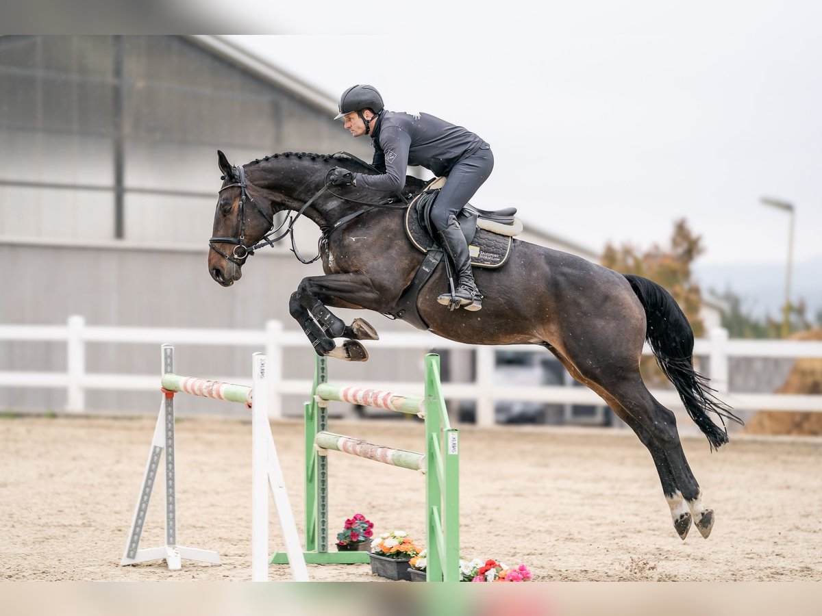 Westfaliano Castrone 6 Anni 170 cm in Zduchovice