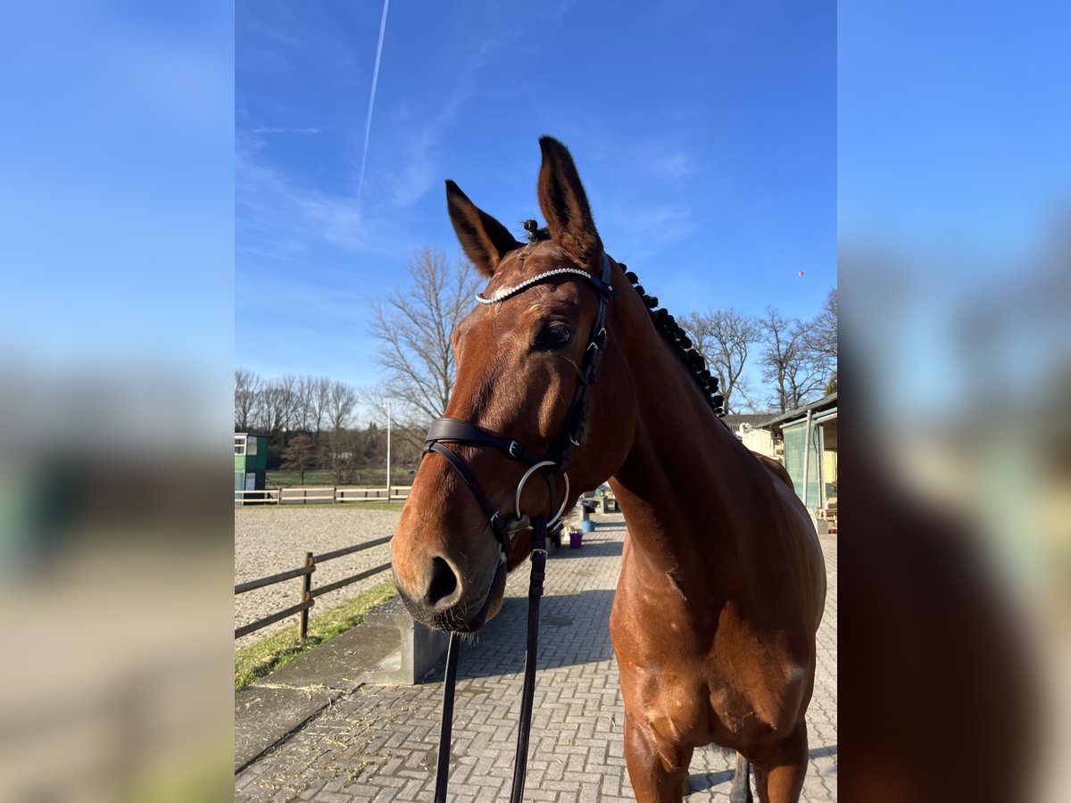 Westfaliano Castrone 6 Anni 174 cm Baio in Bergisch Gladbach