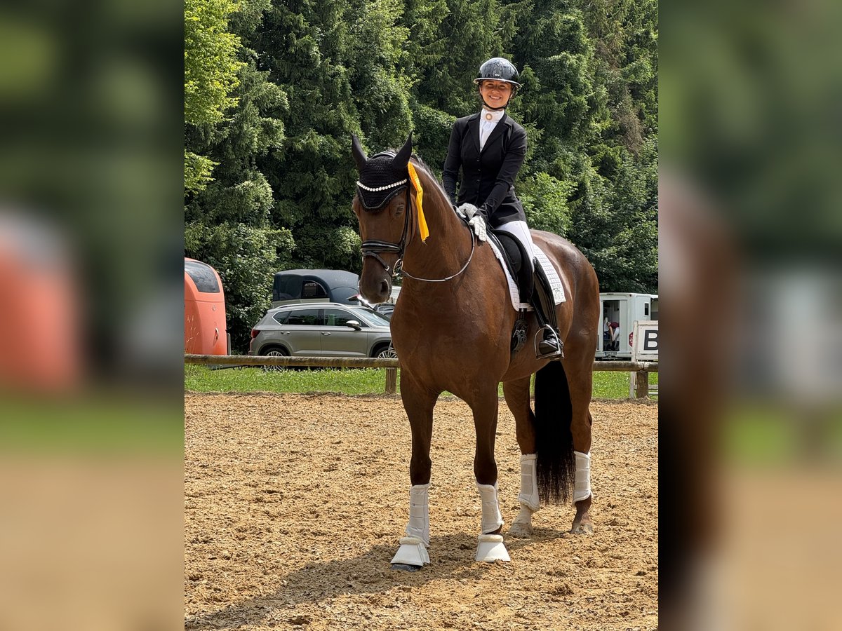 Westfaliano Castrone 6 Anni 175 cm Sauro scuro in Raubling