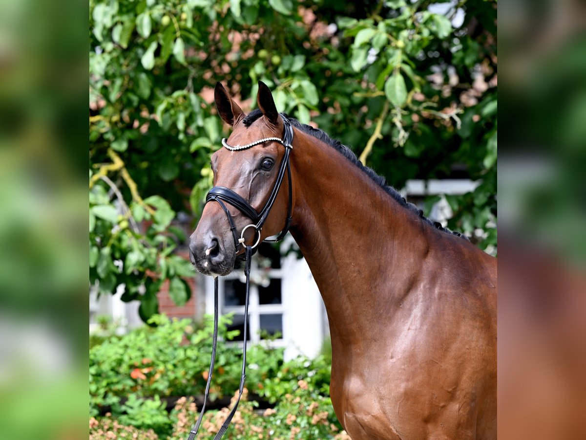 Westfaliano Castrone 6 Anni Baio in Bad Bevensen