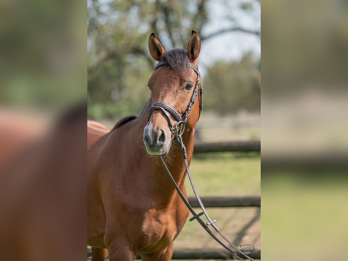 Westfaliano Castrone 7 Anni 162 cm Baio in Büttelborn