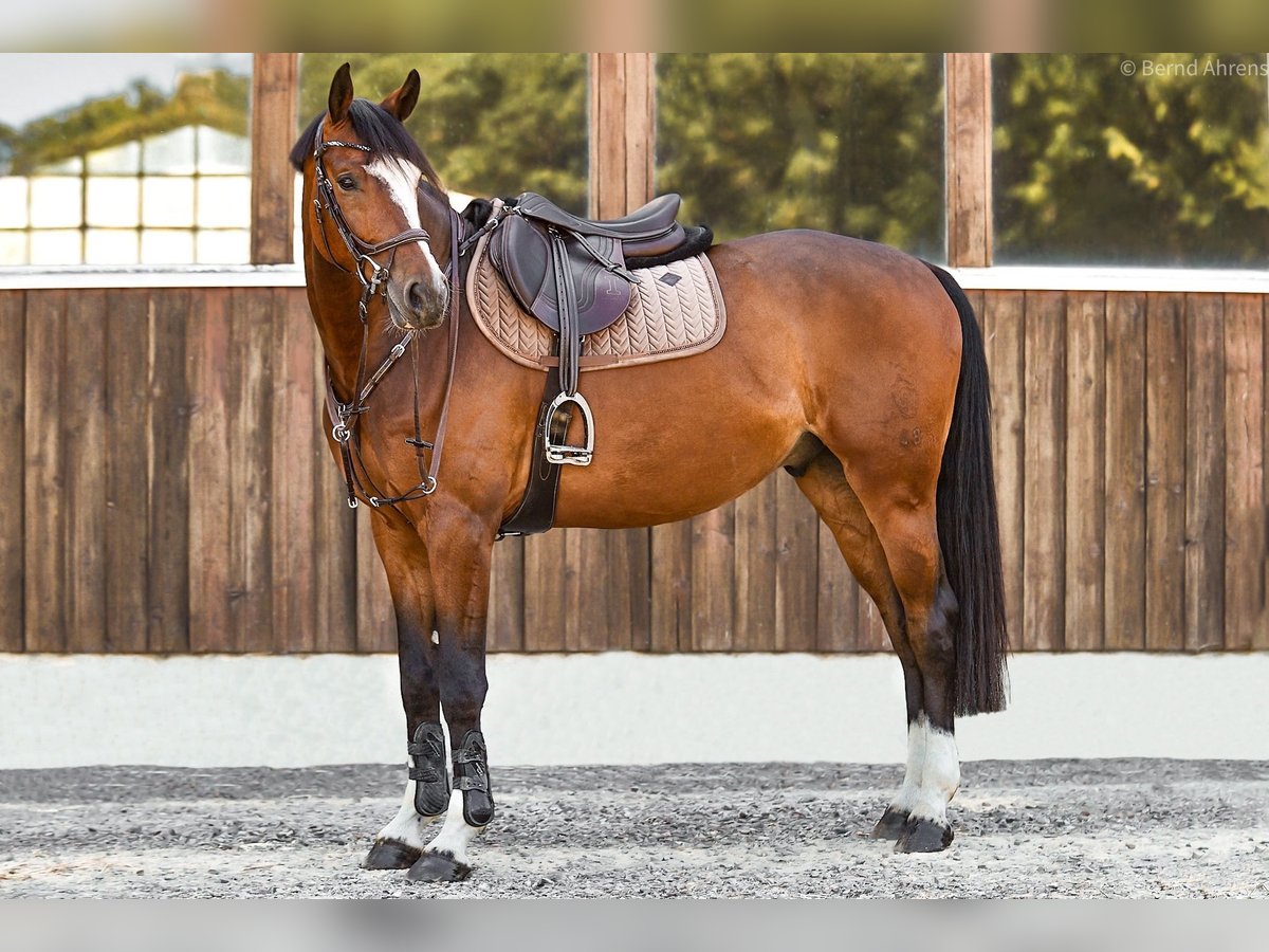 Westfaliano Castrone 7 Anni 167 cm Baio in Grefrath