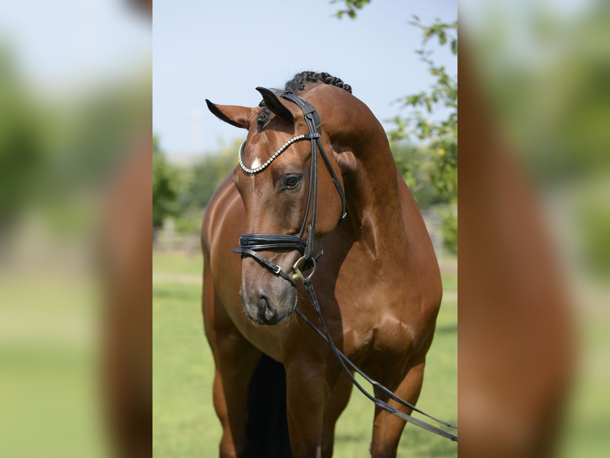 Westfaliano Castrone 7 Anni 169 cm Baio in Sassenberg