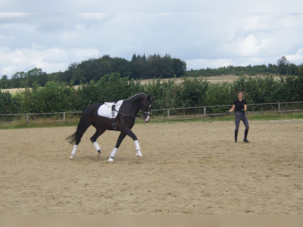 Westfaliano Castrone 7 Anni 169 cm Baio scuro in Iserlohn