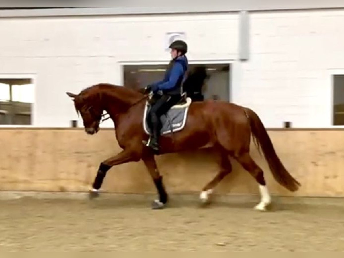 Westfaliano Castrone 7 Anni 175 cm Sauro in Olfen