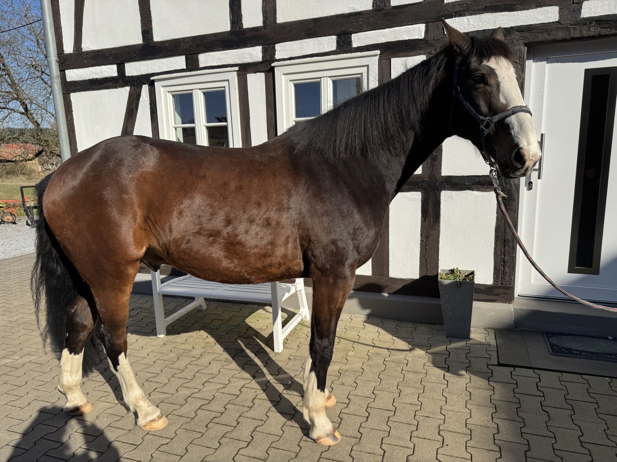 Westfaliano Castrone 8 Anni 167 cm Baio in Medebach