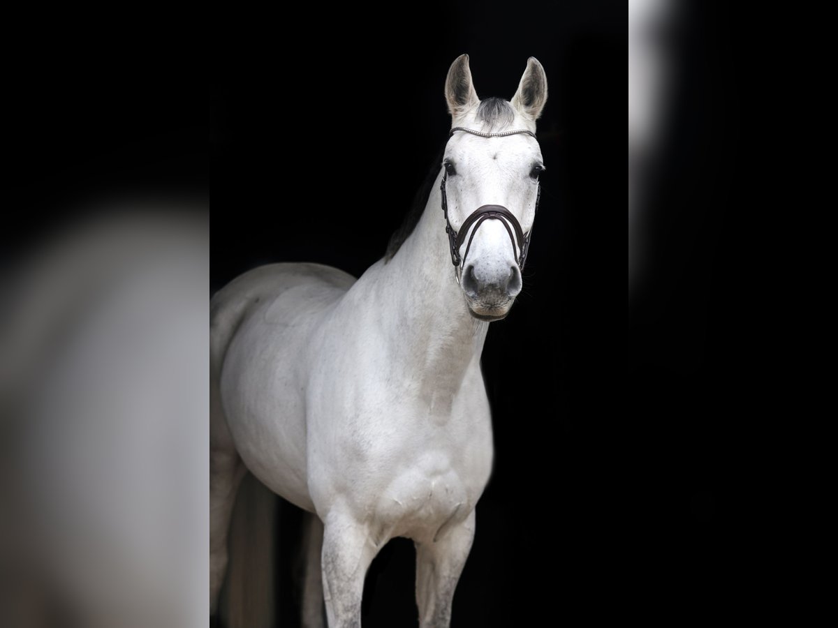 Westfaliano Castrone 8 Anni 168 cm Grigio in Hünxe