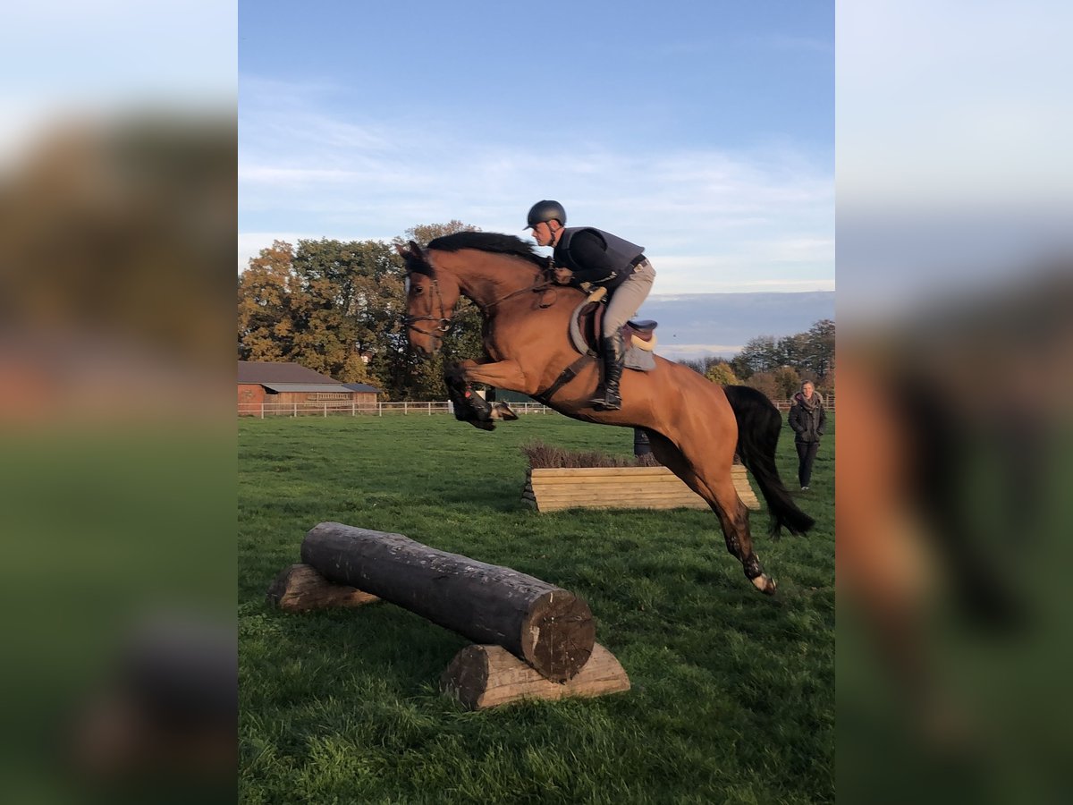 Westfaliano Castrone 8 Anni 172 cm Baio in Mahlstedt
