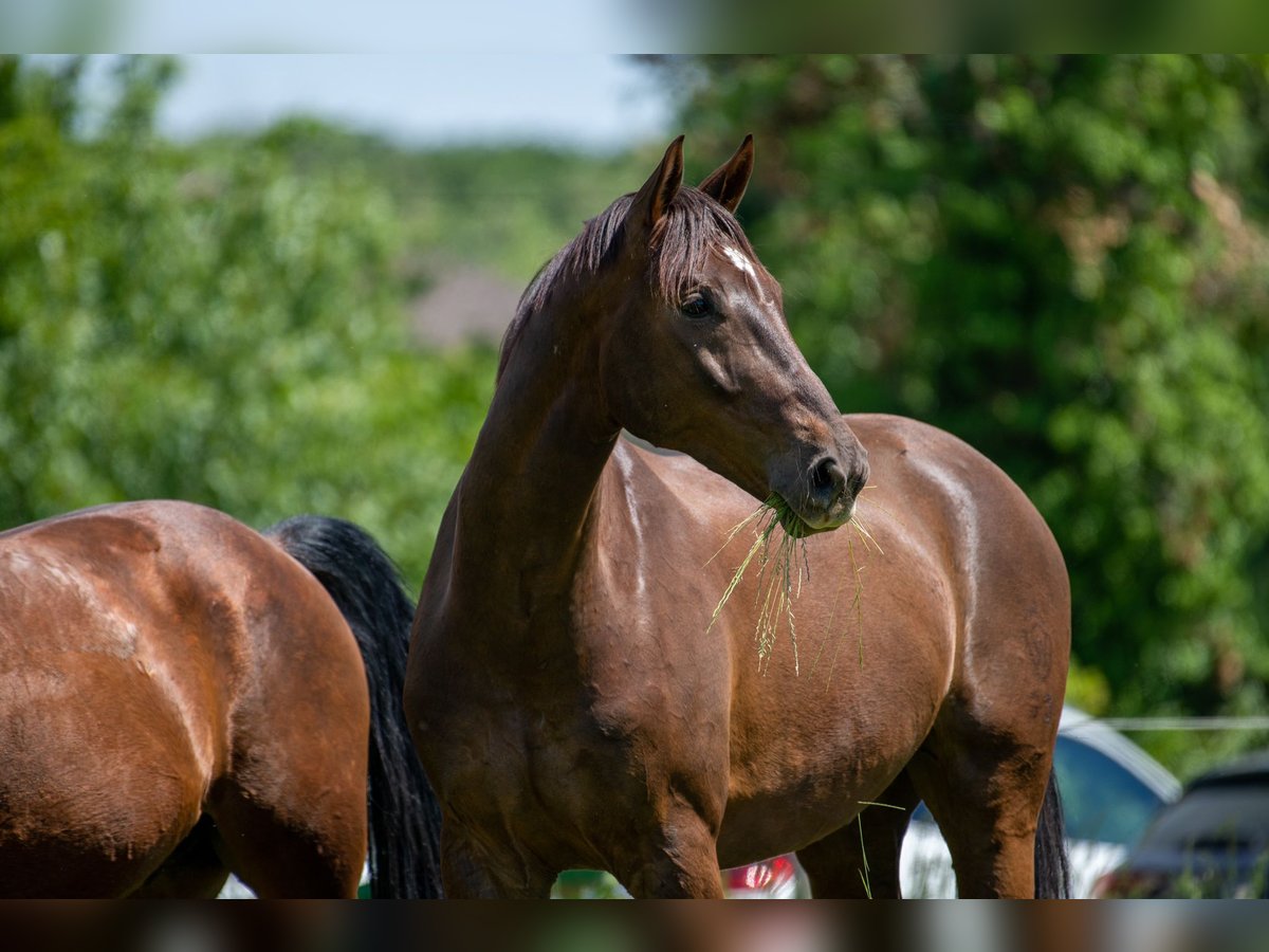 Westfaliano Castrone 8 Anni 173 cm Sauro scuro in Niederdorfelden