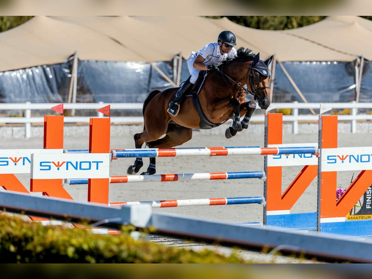 Westfaliano Castrone 8 Anni 175 cm Baio in Prag