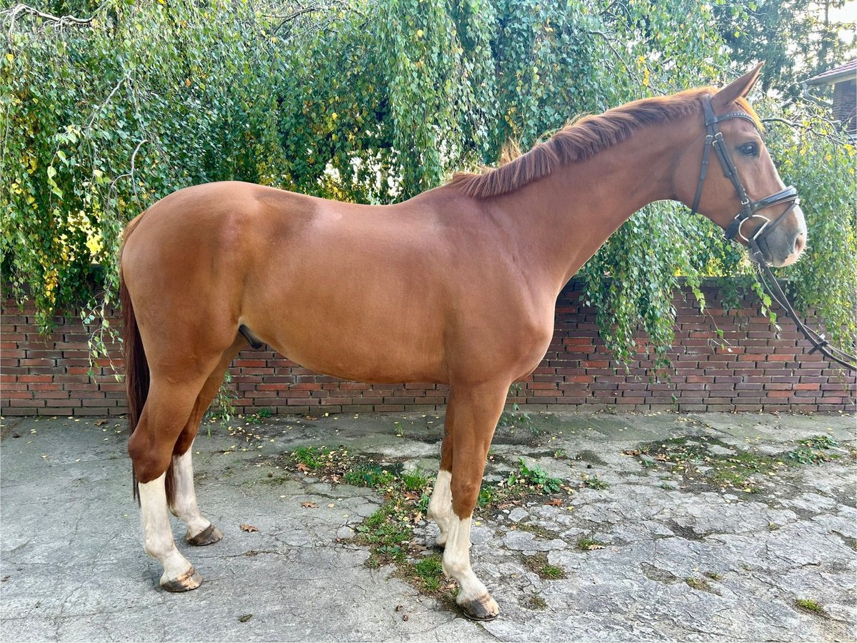 Westfaliano Castrone 8 Anni 175 cm Sauro in Werlte