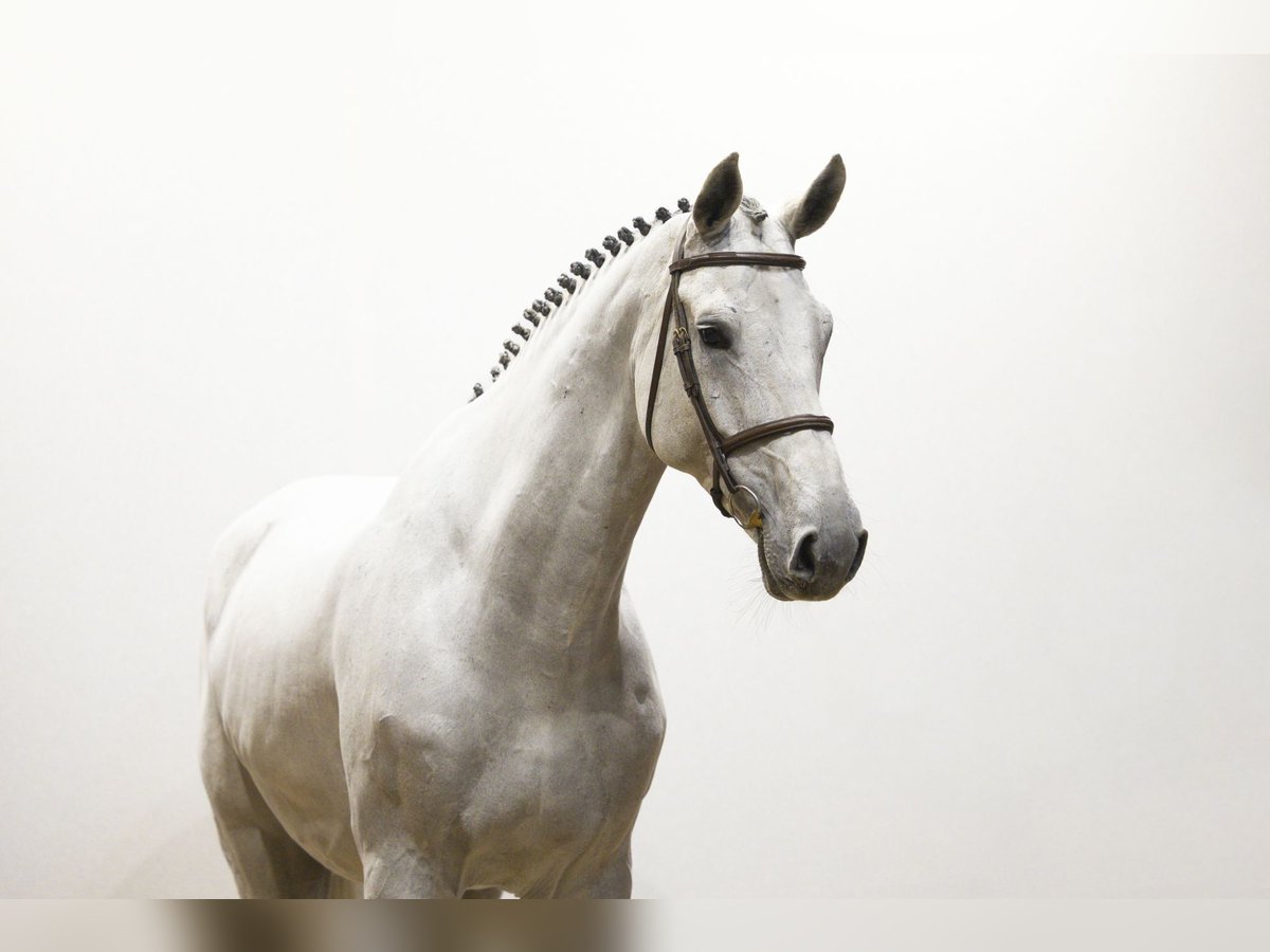 Westfaliano Castrone 8 Anni 180 cm Grigio in Waddinxveen