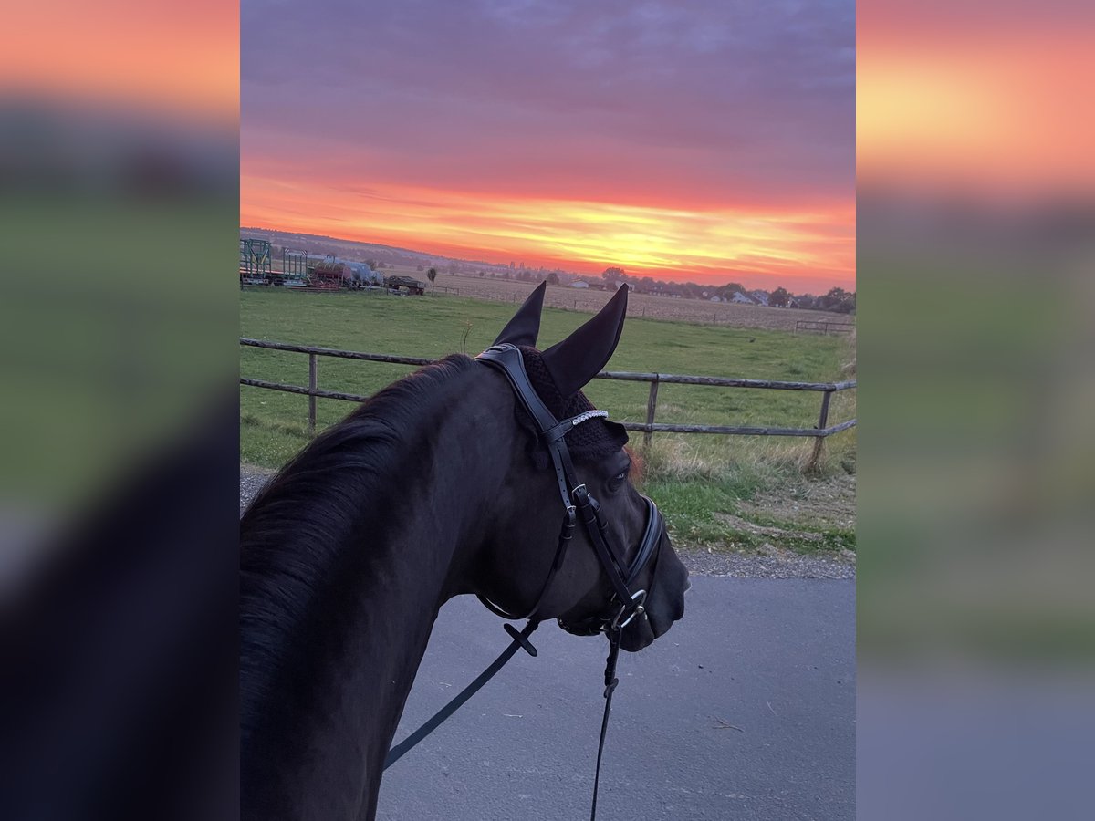 Westfaliano Giumenta 10 Anni 164 cm Morello in Euskirchen