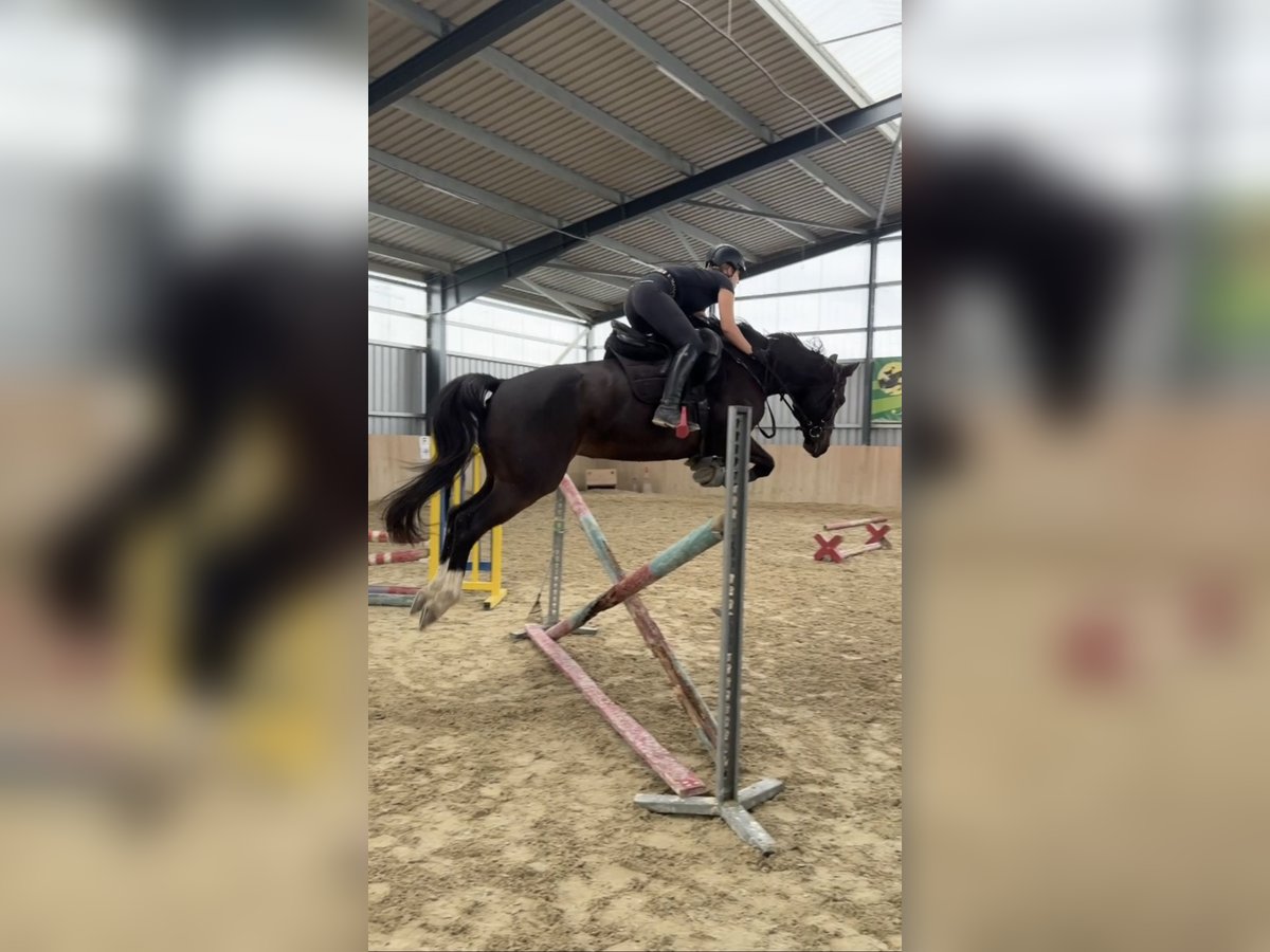 Westfaliano Giumenta 10 Anni 165 cm Baio scuro in Bruck an der Leitha