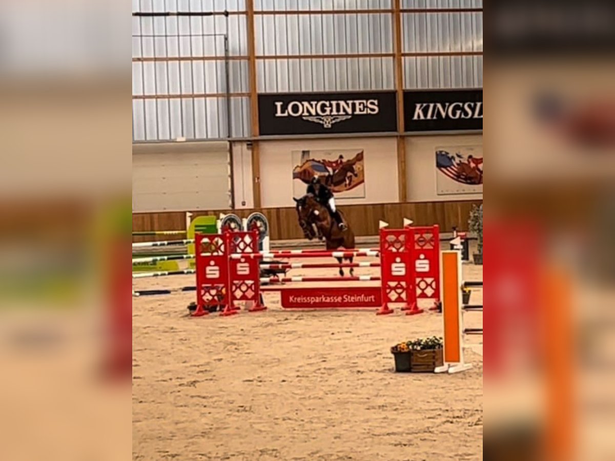 Westfaliano Giumenta 10 Anni 167 cm Sauro in Hüllhorst