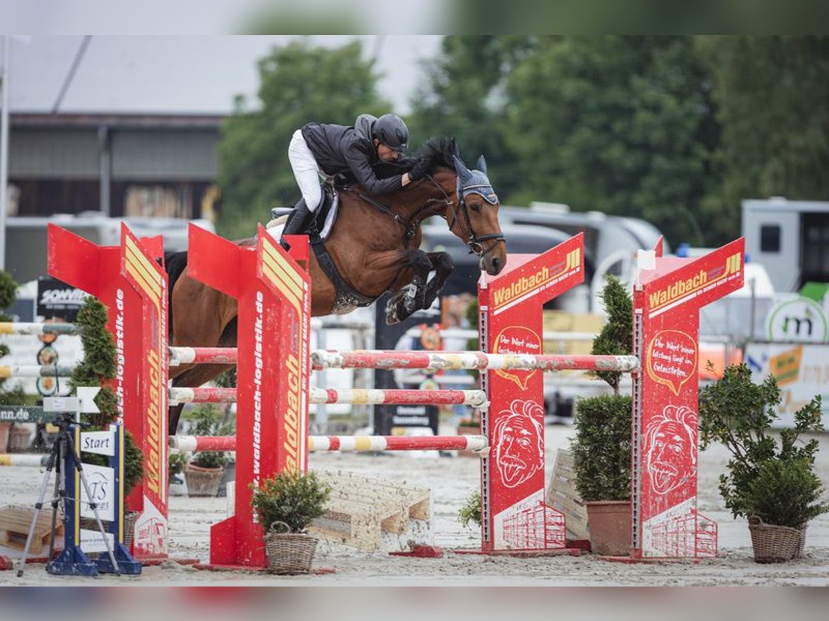 Westfaliano Giumenta 10 Anni 172 cm Baio in Borgholzhausen