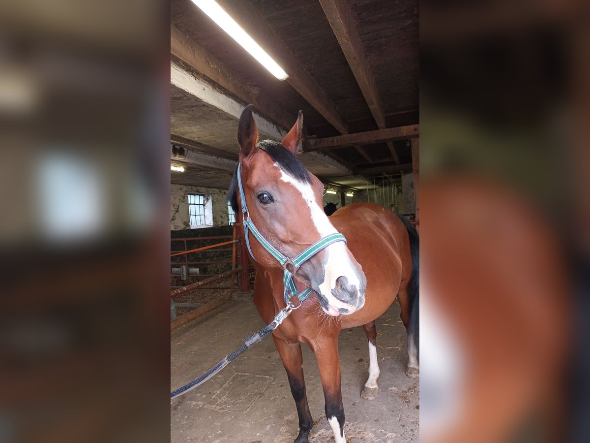 Westfaliano Giumenta 11 Anni 163 cm Baio in Kranenburg