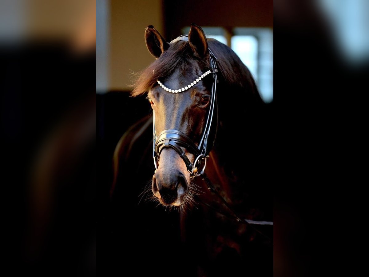 Westfaliano Giumenta 11 Anni 172 cm Baio nero in Nideggen