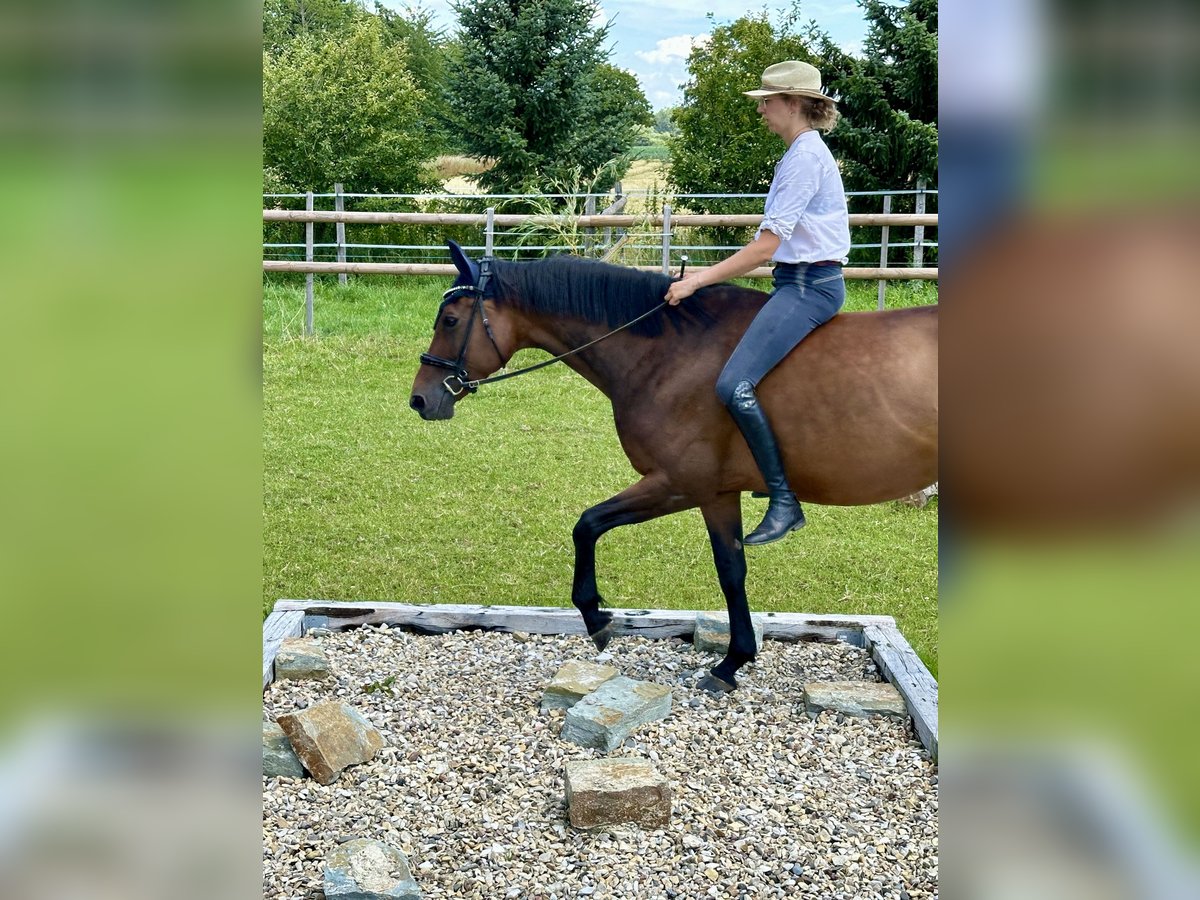 Westfaliano Giumenta 11 Anni 173 cm Baio in Wadersloh